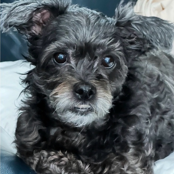 Meet the Poshers - Picture 4 of 5